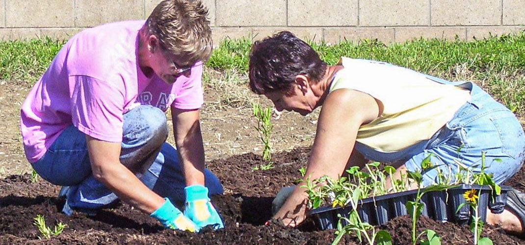 Rain Garden